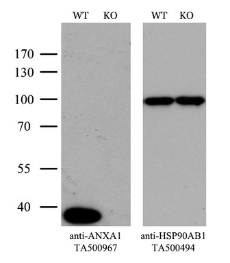 ANXA1 Antibody