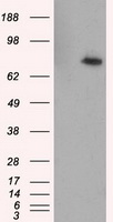 RALBP1 Antibody