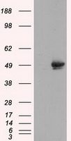 CELF1 Antibody