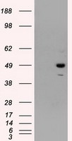 PSMC3 Antibody
