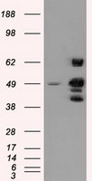 PSMC3 Antibody
