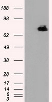 RALBP1 Antibody