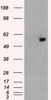 ATP5F1B Antibody