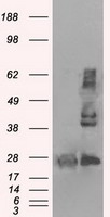 ERAB Antibody