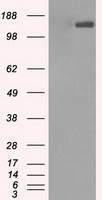 L1CAM Antibody