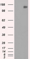 L1CAM Antibody