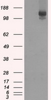 L1CAM Antibody