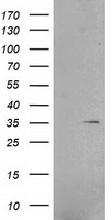 IBRDC2 Antibody