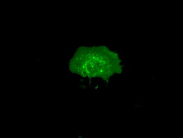 IBRDC2 Antibody