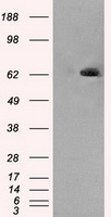 LTA4H Antibody