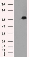 Leukotriene A4 hydrolase Antibody