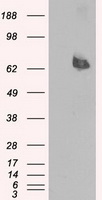 Leukotriene A4 hydrolase Antibody