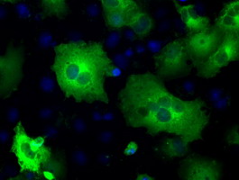 PDE10A Antibody
