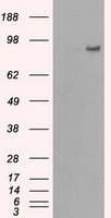 PDE10A Antibody