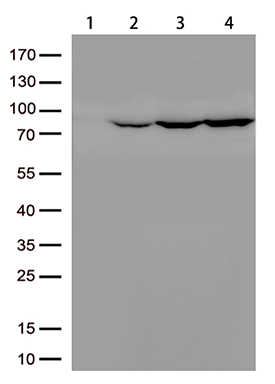 PDE10A Antibody
