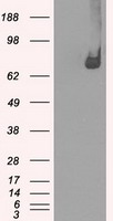 Cytochrome P450 Reductase Antibody