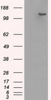 BubR1 Antibody