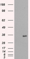 NEK6 Antibody