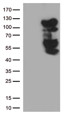 B Raf Antibody