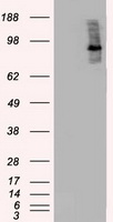 B Raf Antibody