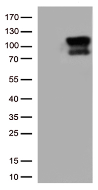 B Raf Antibody