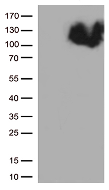 B Raf Antibody