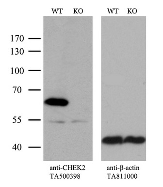CHEK2 Antibody