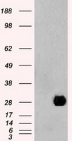Neurogenin 1 Antibody