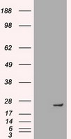 Neurogenin 1 Antibody