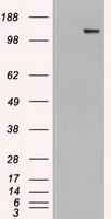 L1CAM Antibody