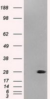 NEUROG1 Antibody