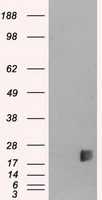 NEUROG3 Antibody