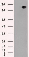 L1CAM Antibody