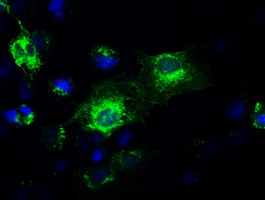 GAD67 Antibody