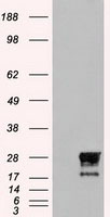 Neurogenin 1 Antibody