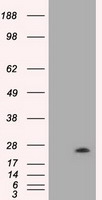 VEGFA Antibody