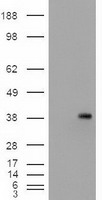 EPCAM Antibody
