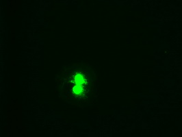 Hex Antibody