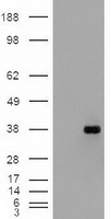 EPCAM Antibody