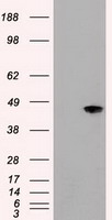 JNK1 Antibody