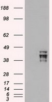Oct4 Antibody
