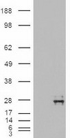 NTF4 Antibody