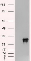 Noggin Antibody