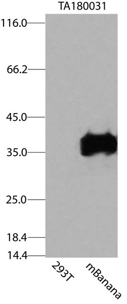 mBanana Antibody