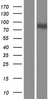 Calpastatin (CAST) Human Over-expression Lysate