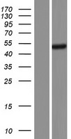 ARPIN-AP3S2 Human Over-expression Lysate