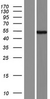 ANHX Human Over-expression Lysate