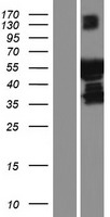 C10orf81 (PLEKHS1) Human Over-expression Lysate
