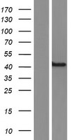 Nck (NCK1) Human Over-expression Lysate