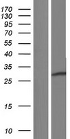 RNF138 Human Over-expression Lysate